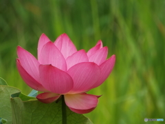 昭和記念公園・蓮6