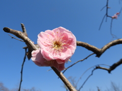 枝垂れ梅5