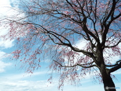 枝垂れ桜7