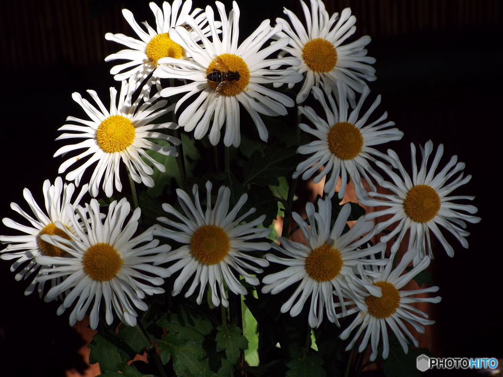 新宿御苑菊花壇展36