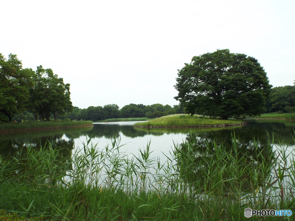 深緑の昭和記念公園3