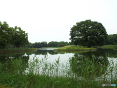 深緑の昭和記念公園3