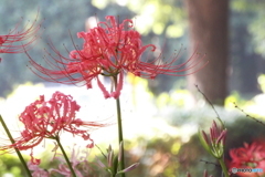 彼岸花15