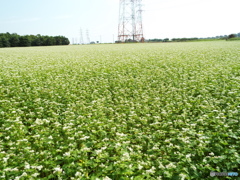 蕎麦畑2