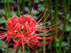 曼珠沙華7