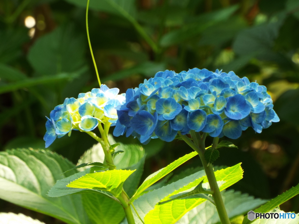 日本庭園の紫陽花12