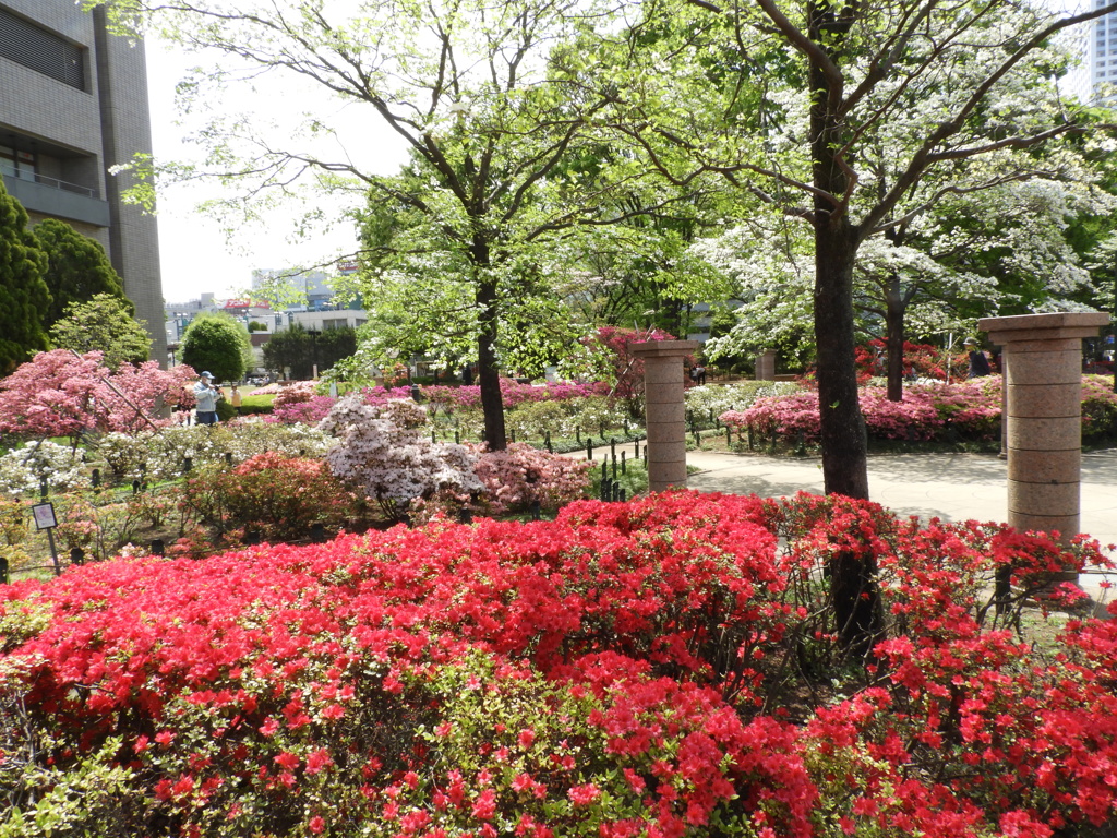 平成つつじ公園6