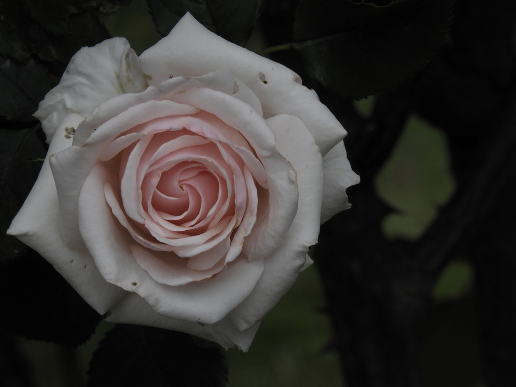 薔薇24