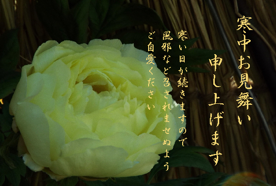 寒中お見舞い13