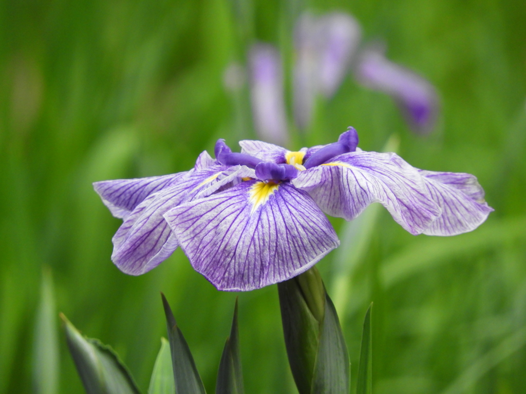 智光山公園・花菖蒲5