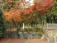 紅葉の能仁寺1