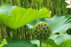 蓮2