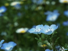 大花壇13