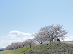 サクラ13