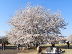 稲荷山公園・桜14