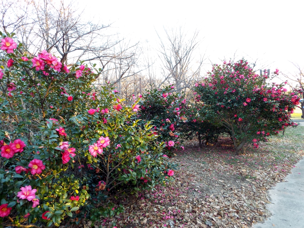 山茶花2