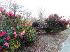 山茶花2