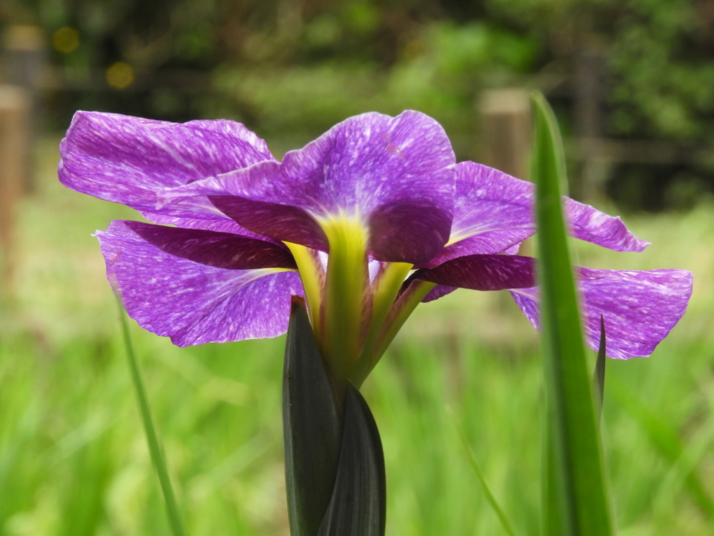 花菖蒲7