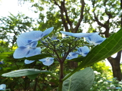 日本庭園の紫陽花13