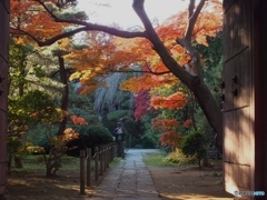 中院・紅葉4