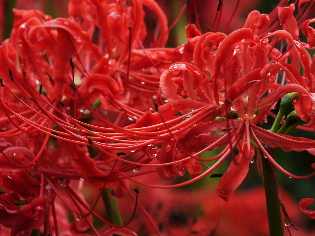 曼珠沙華4
