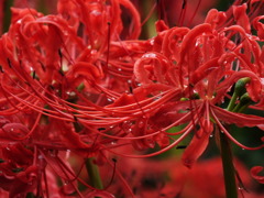 曼珠沙華4