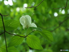 花水木