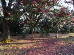 山茶花