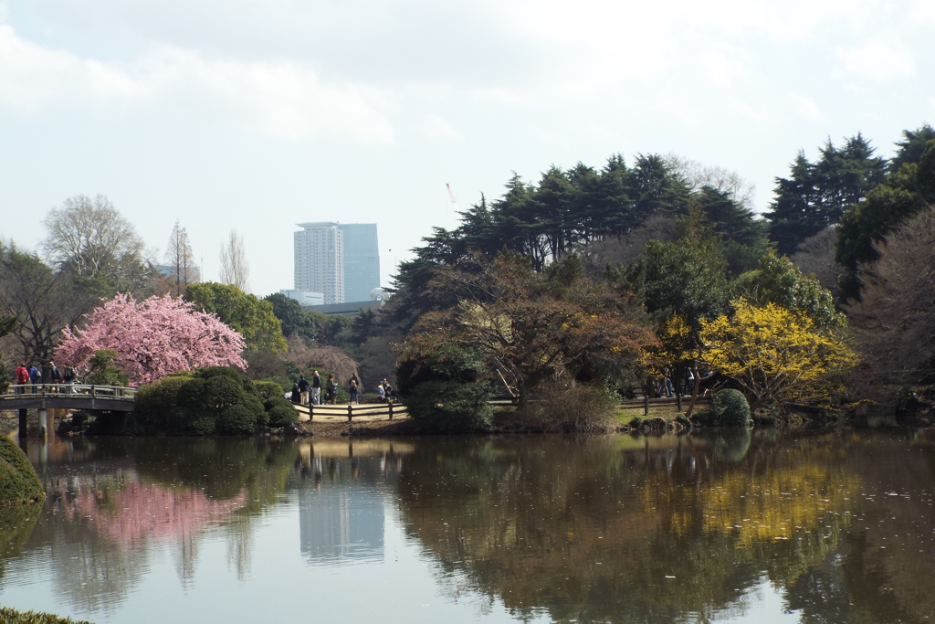 修善寺寒桜2