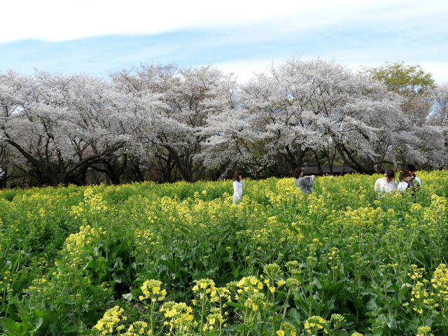 桜&菜の花4