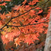 能仁寺・もみじ14