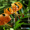 暑中10