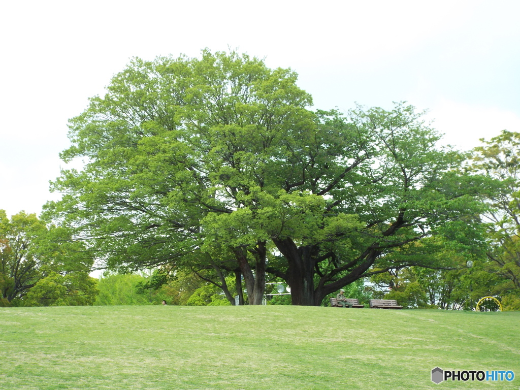 新緑の所沢航空記念公園6