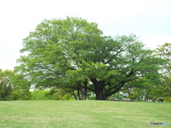 新緑の所沢航空記念公園6