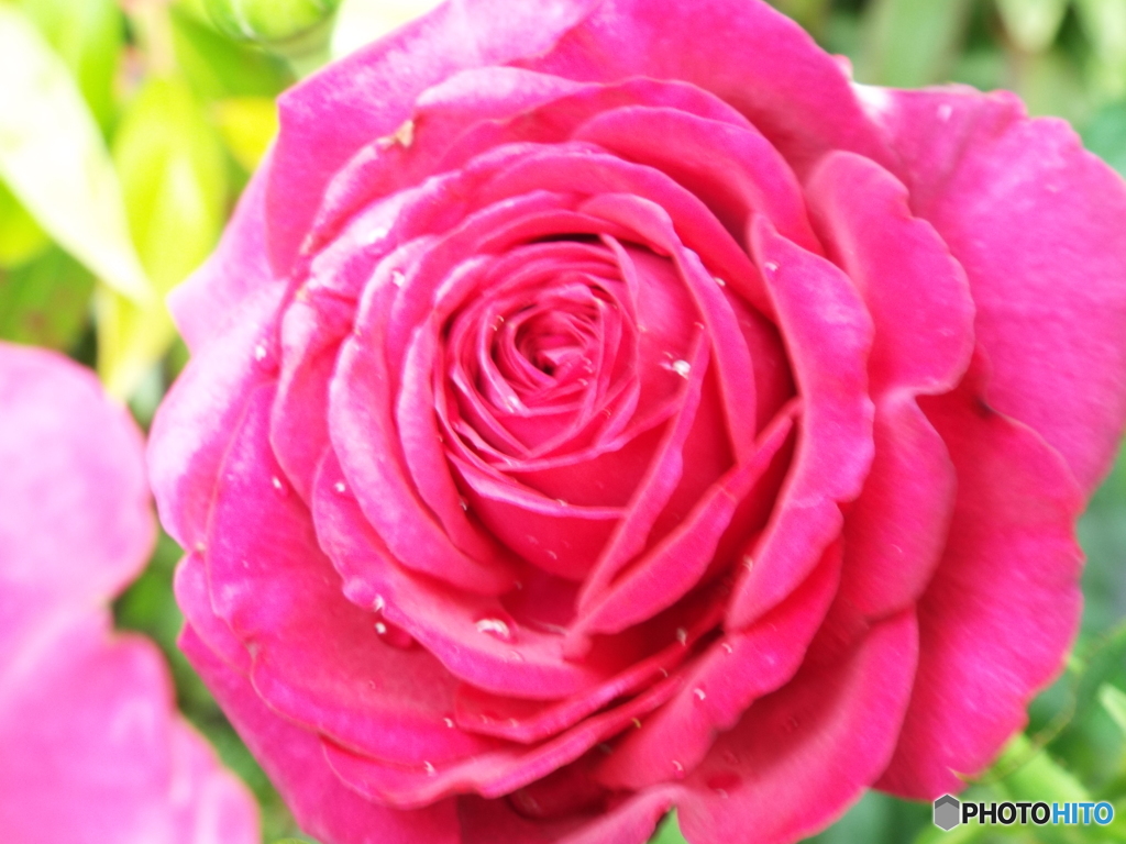 薔薇12