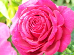 薔薇12