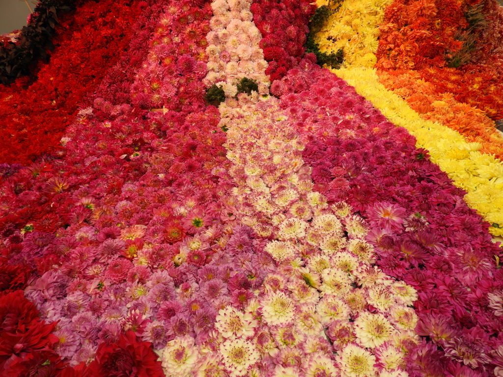 ダリアの華展1