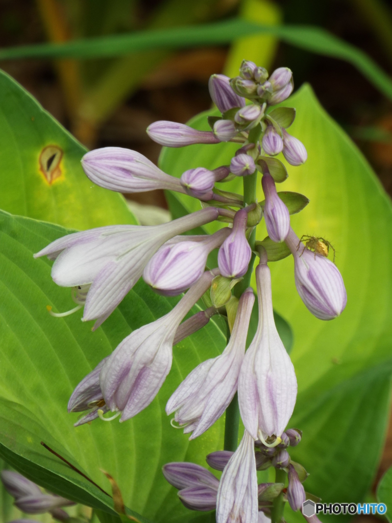 擬宝珠 （ぎぼうし）