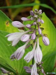 擬宝珠 （ぎぼうし）