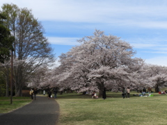 昭和記念公園・桜 3