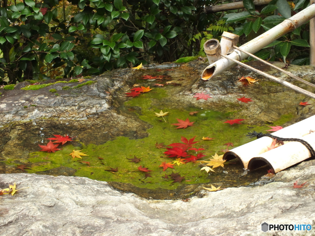 紅葉の能仁寺14