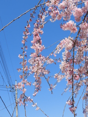 枝垂れ桜3