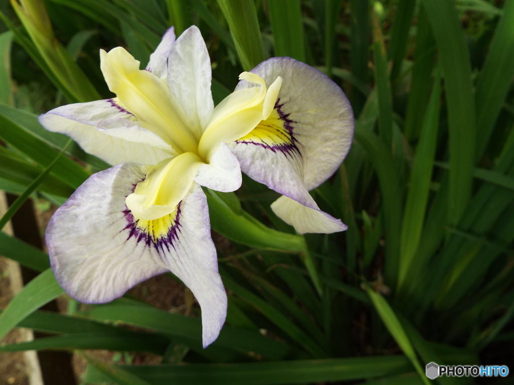 北山公園・花菖蒲1