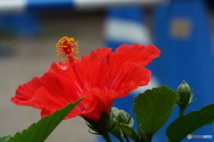 ハイビスカス1