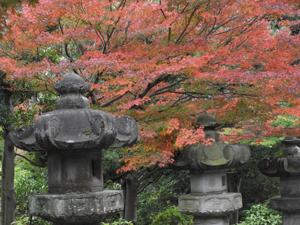能仁寺の紅葉 16