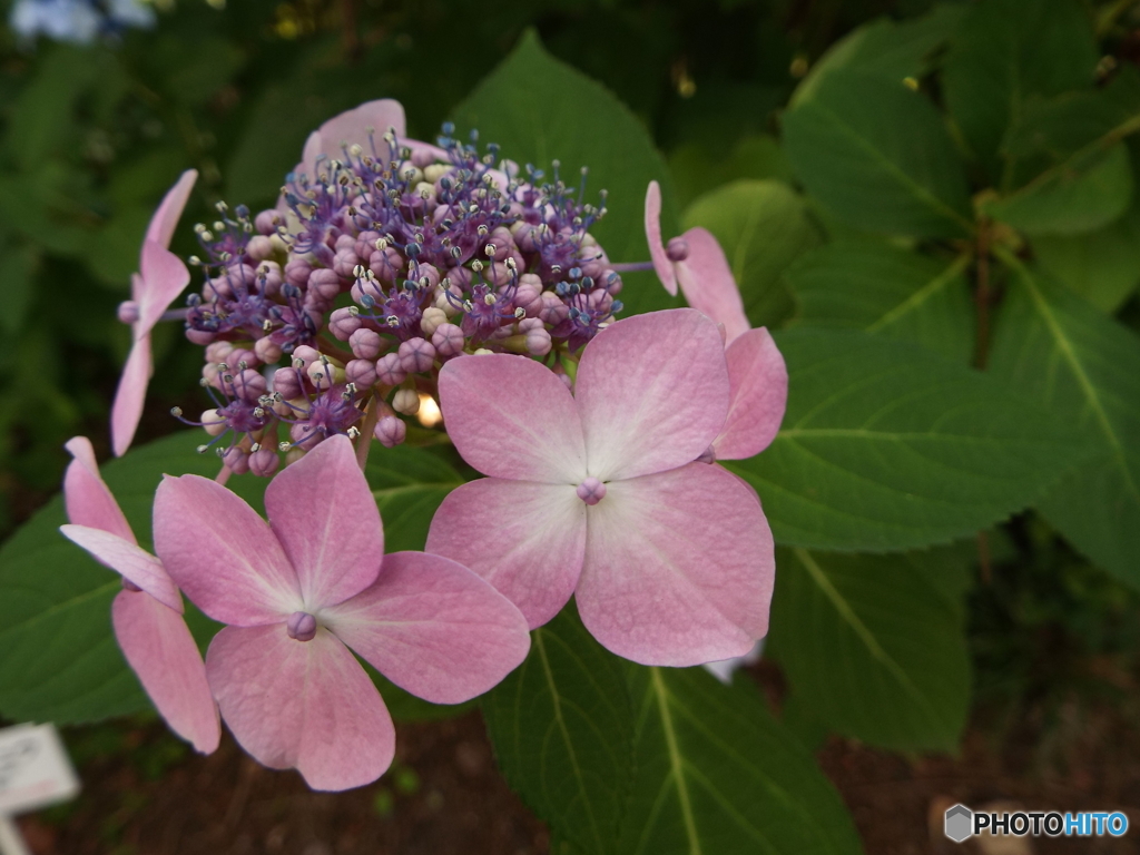 東京都薬用植物園・紫陽花4