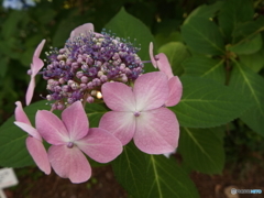 東京都薬用植物園・紫陽花4