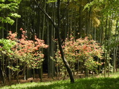 皇居東御苑5