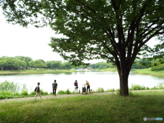 深緑の昭和記念公園4