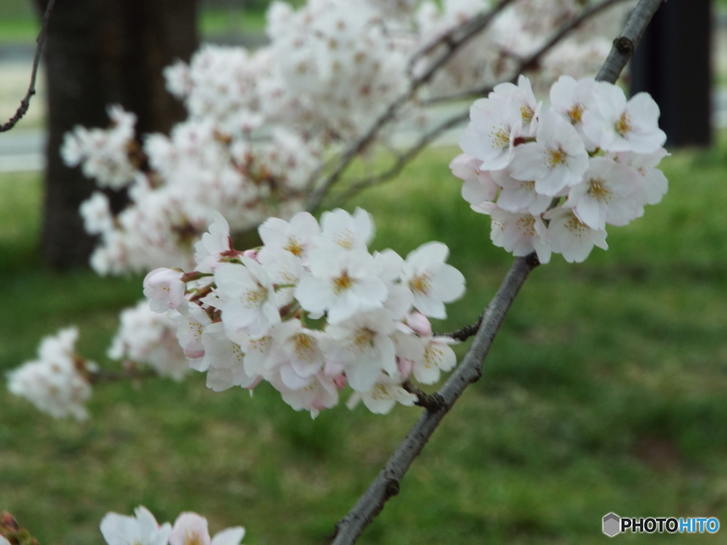 桜2